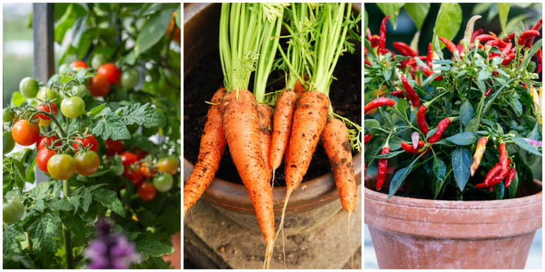 Top 10 Vegetables to Grow in Pots for Your Patio, Balcony, or Windowsill Garden