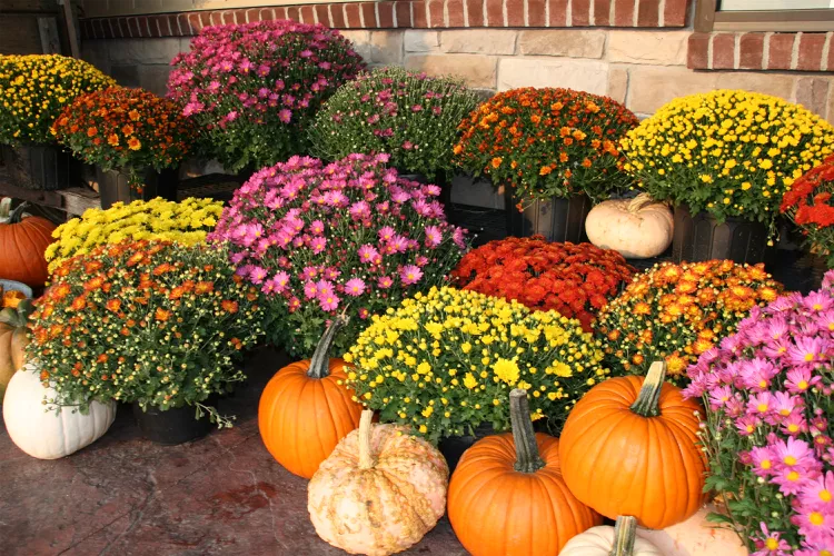 6 Tips for Choosing Mums That Will Last All Season, According to Pros