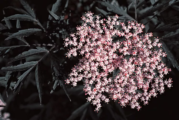 42 Black Plants to Add Drama to Your Houseplant Collection or Garden