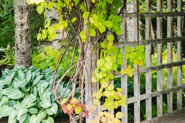 20 Best Climbing Plants for Any Trellis, Pergola, or Fence