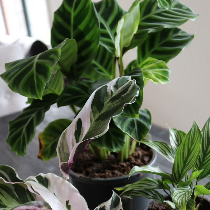 The Complete Calathea Care Guide: Mastering the Art of Growing These Stunning Houseplants