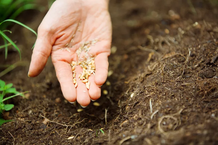 Can You Use Old Seeds for Seed Starting? What the Pros Really Say