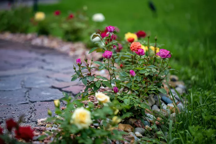 14 Rose Landscaping Ideas You’re About to See Everywhere This Spring