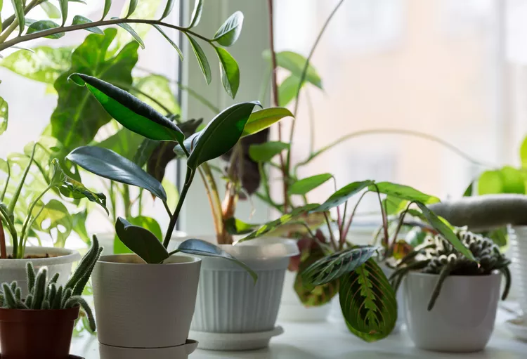 7 Hard-to-Kill Houseplants Fit for Beginners, Straight From Plant Pros