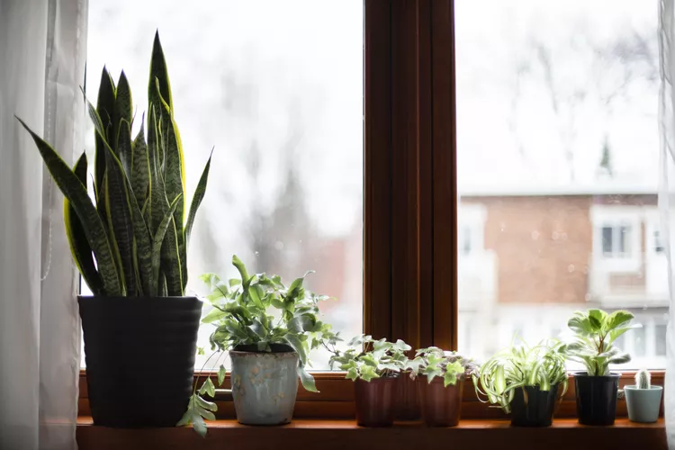 Only Have North-Facing Windows? 8 Plants That Would Love to Sit on Your Sill