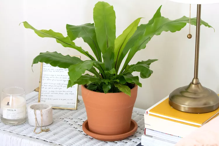 How to Grow and Care for Bird’s Nest Fern