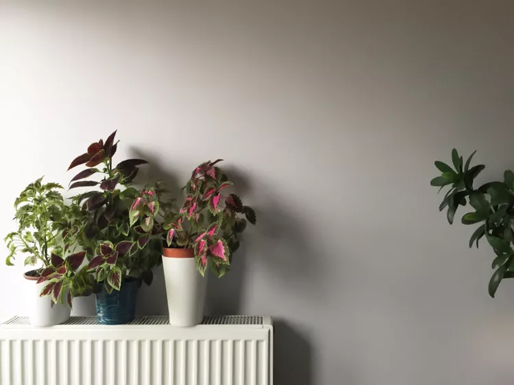 The One Thing in Your House That’s Killing Your Plants This Winter (It’s Not You)