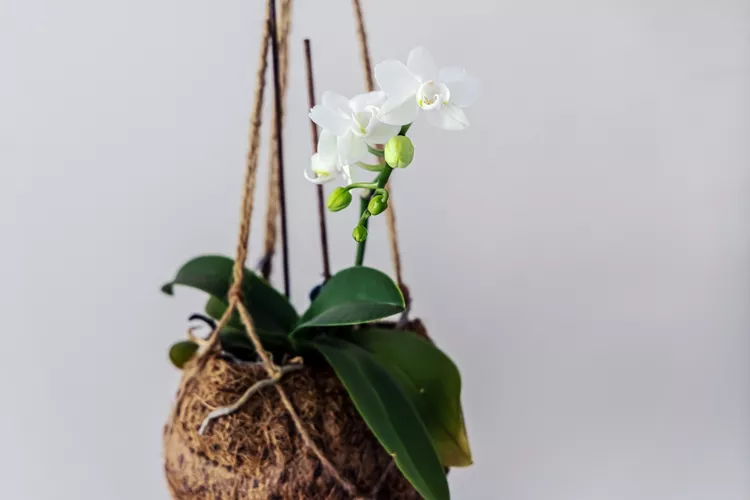 Out of Soil? 12 Houseplants You Can Still Grow Without It, According to a Gardener