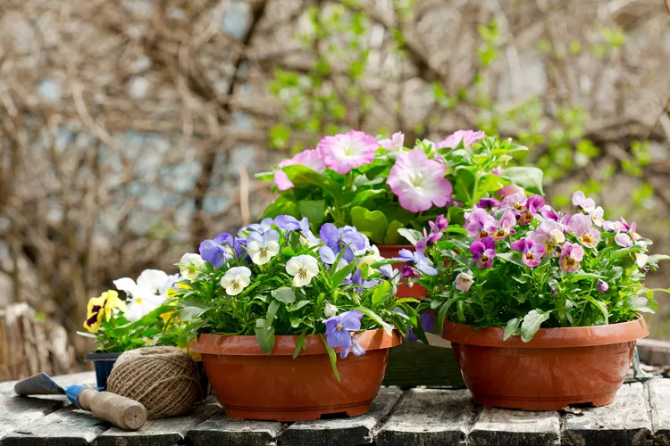 What Temperature Is Too Cold for Potted Plants? A Pro Shares When You Should Move Them