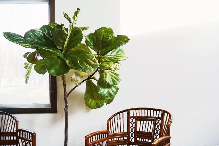 6 Clever Tips to Get a Fuller Potted Plant, According to Pro Gardeners