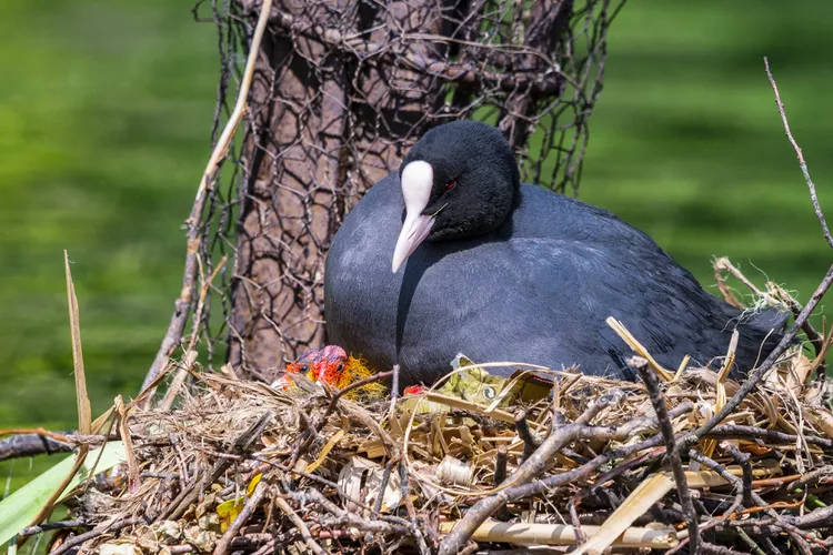 Bird Nest Removal: A Guide to Safe and Ethical Practices