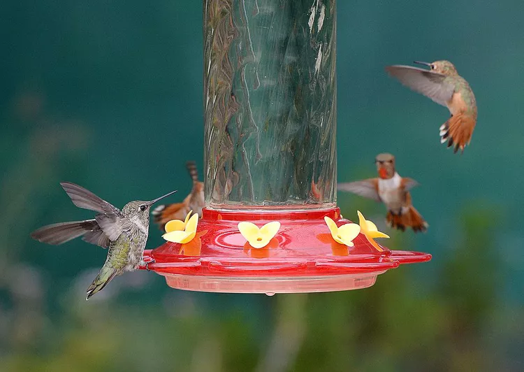 7 Clever Ways to Keep Ants Out of Hummingbird Feeders