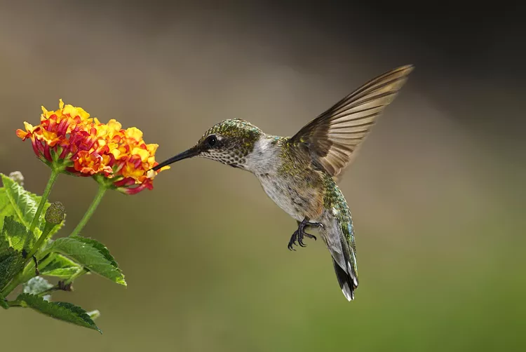 23 Best Plants to Attract Hummingbirds to Your Yard