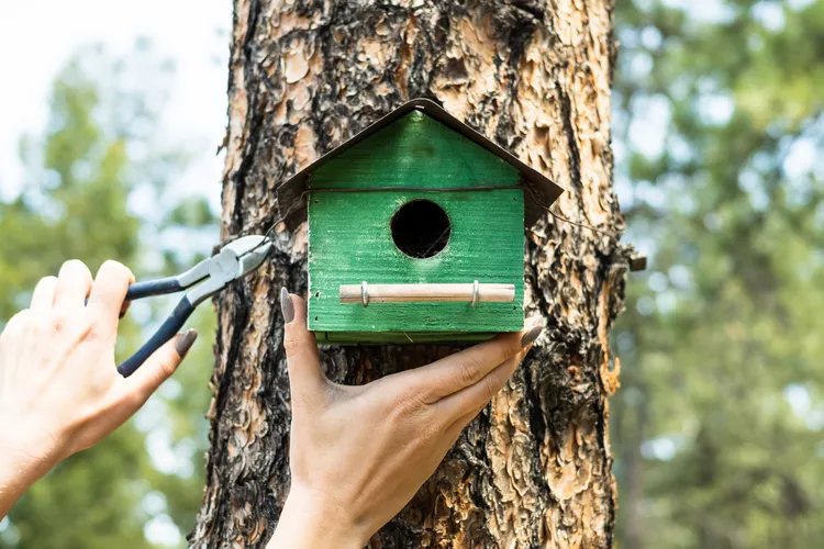 How to Build a Birdhouse: 9 Easy Steps