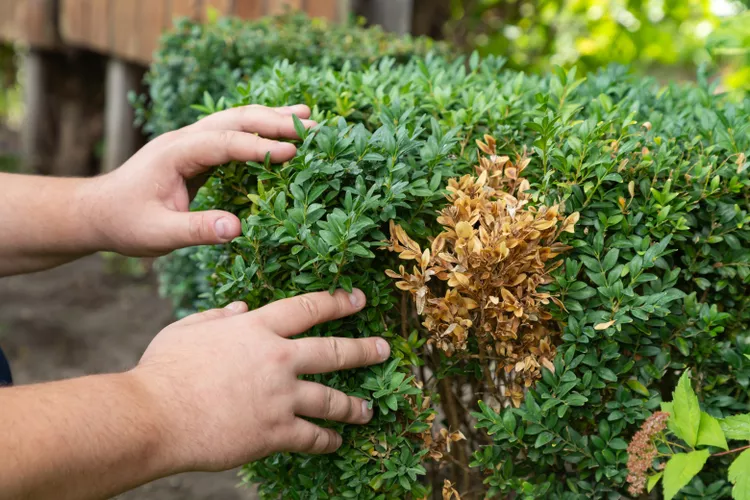 Why Is My Boxwood Turning Brown? 6 Ways to Fix It Right Now