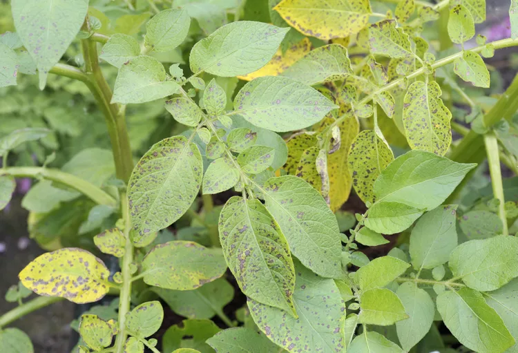 Why Are My Potato Leaves Turning Yellow? 6 Causes and Fixes, From a Pro