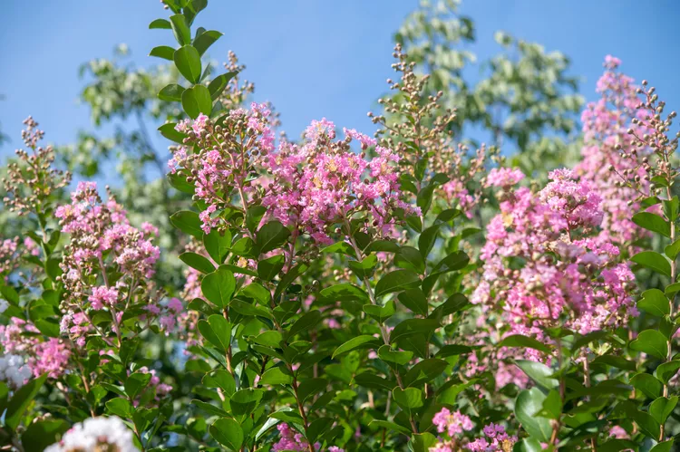 4 Reasons Your Crepe Myrtle Is Turning Brown and How to Fix It, A Gardening Pro Says