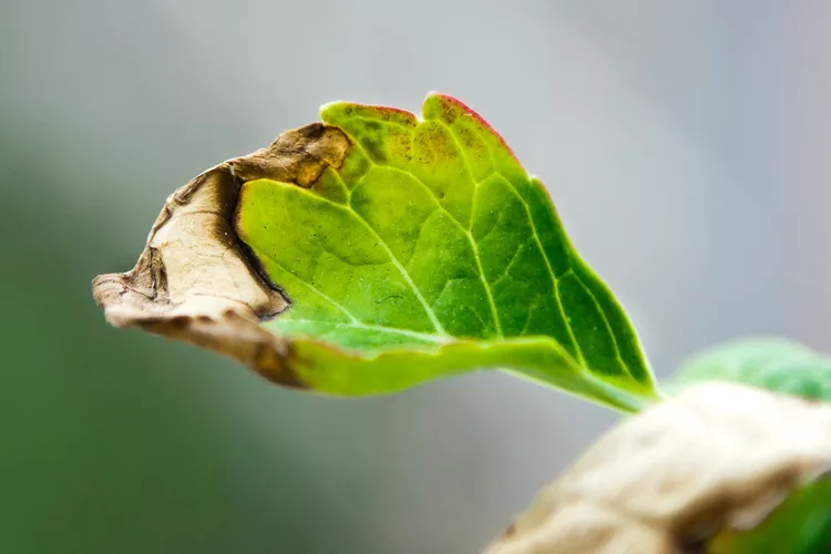 Does Your Hydrangea Have Brown Spots? 3 Tips to Try for a Quick Fix