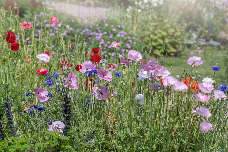 You Should Plant Poppy Seeds Right Now for Thriving Blooms in the Spring — Here’s How